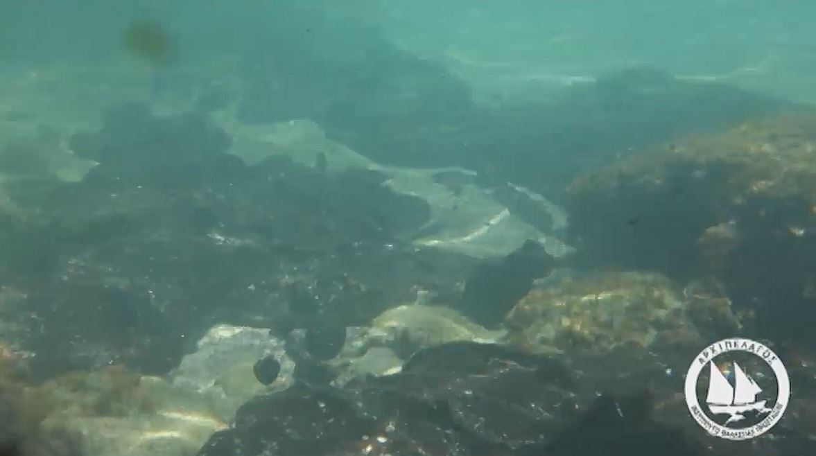 «Αρχιπέλαγος»: Να συγκεντρωθούν όλα τα πετρελαιοειδή από τον Σαρωνικό [Video]