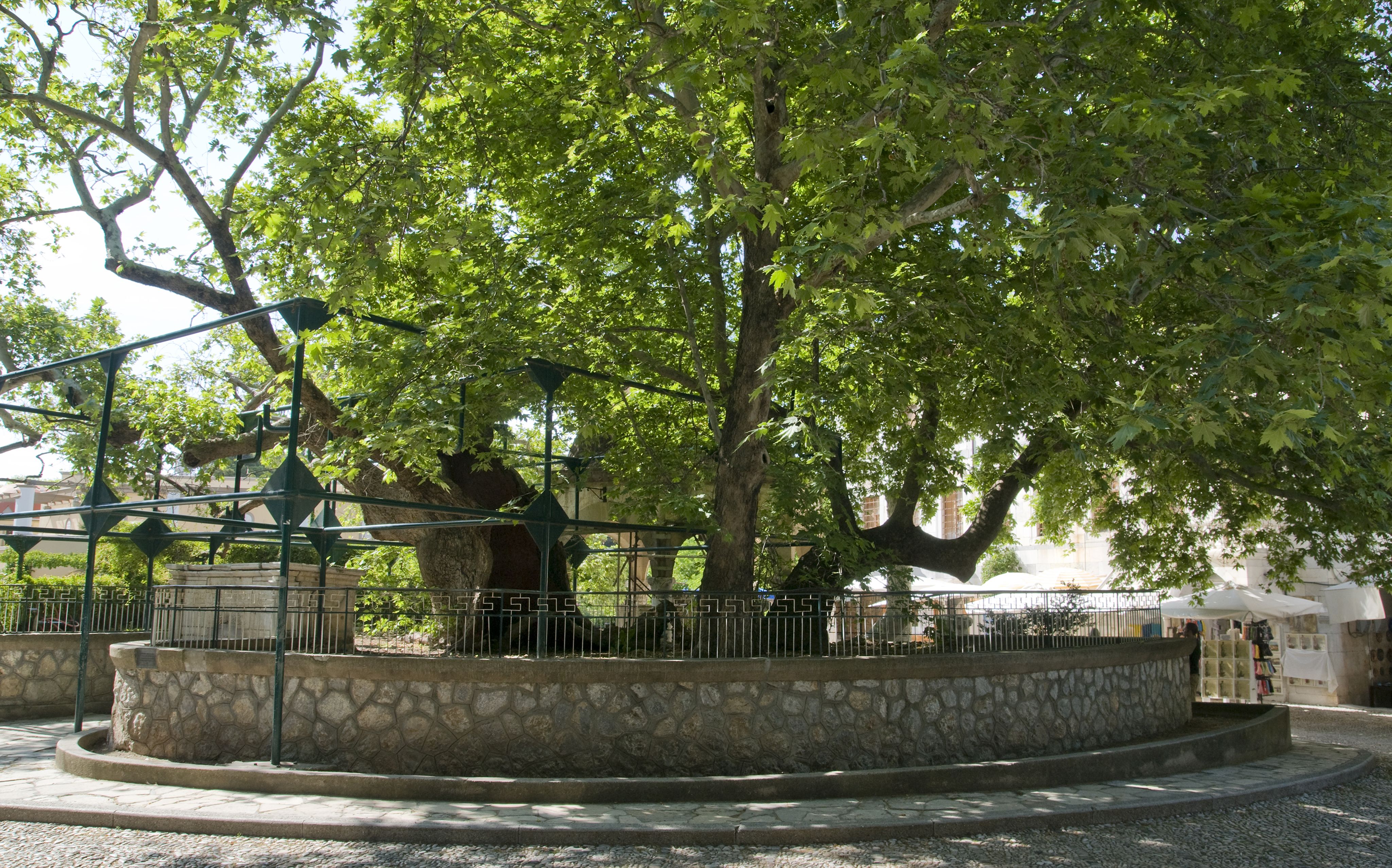 Κως: Ιάπωνας επιχειρηματίας θέλει να σώσει τον πλάτανο του Ιπποκράτη