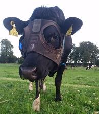 Ειδική μάσκα βοηθά τις αγελάδες να παράγουν περισσότερο γάλα