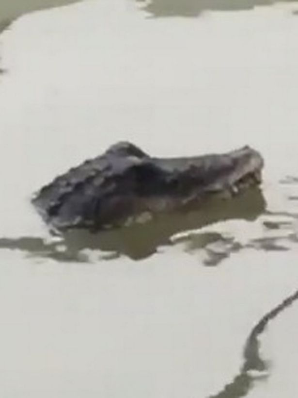 Βρέθηκαν κροκόδειλοι στον Τάμεση [Βίντεο]