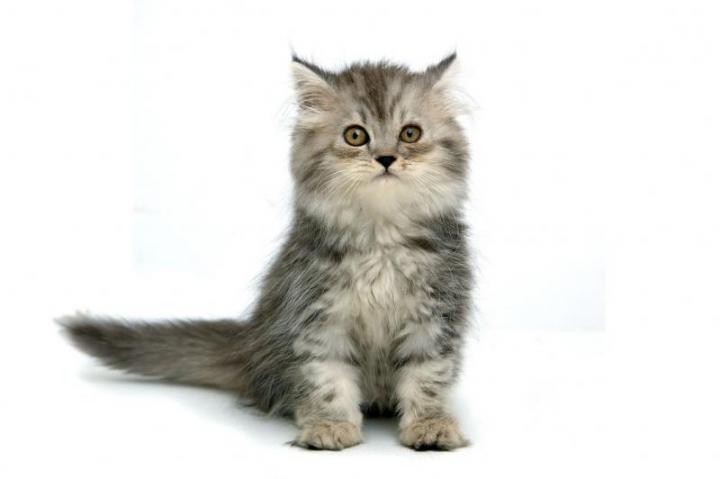 Η Κύπρος κατηγορεί την Τουρκία για μετάλλαξη στις… γάτες