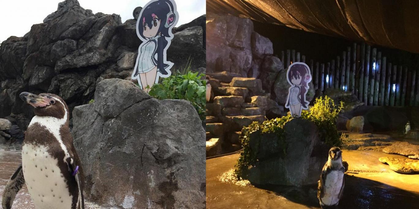 O ξεχωριστός έρωτας ενός πιγκουΐνου και το συγκινητικό τέλος του [Εικόνες]