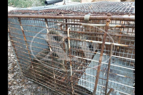 Πιάστηκε φουρόγατος στην Κρήτη; [Εικόνες]