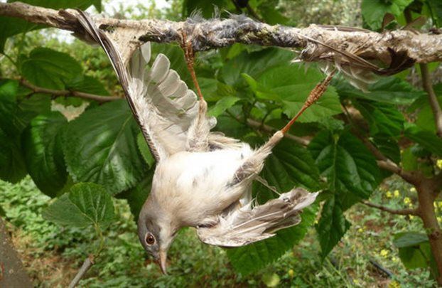Τα αμπελοπούλια της Κύπρου έφτασαν στη… Βουλή των Κοινοτήτων