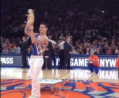 Ο «σκύλος – ακροβάτης» κάνει θραύση στις ΗΠΑ [Βίντεο]