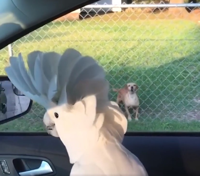 Παπαγάλος γαβγίζει και… τρομοκρατεί σκυλιά [βίντεο]