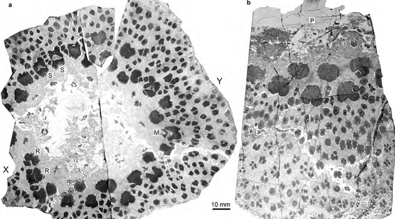 Βρέθηκαν τα αρχαιότερα δέντρα [Βίντεο]