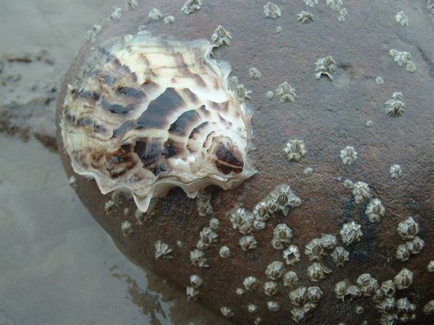 Τα στρείδια έχουν την ικανότητα να ακούν ήχους