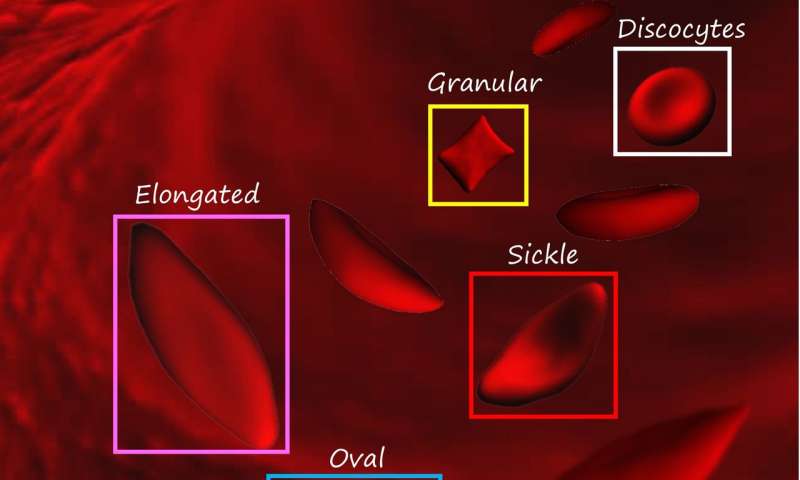 Σύστημα τεχνητής νοημοσύνης ταυτοποιεί τα ερυθρά αιμοσφαίρια