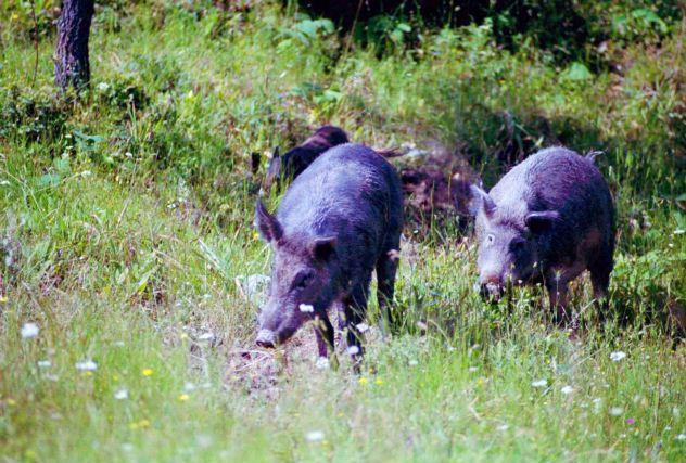 Ανησυχία στα ορεινά χωριά της Θεσπρωτίας από τα αγριογούρουνα
