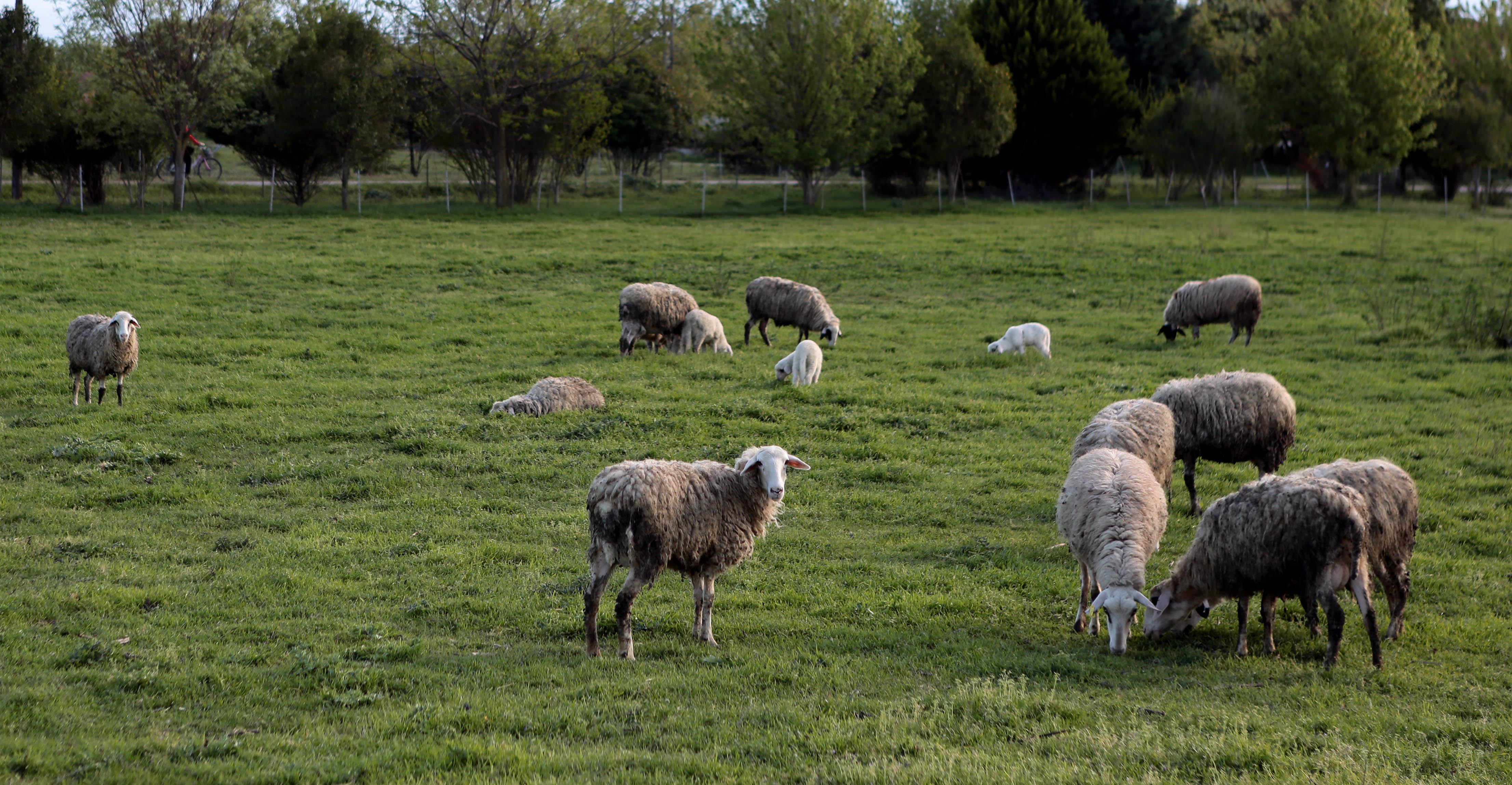 Τα πρόβατα αναγνωρίζουν ανθρώπινα πρόσωπα [Βίντεο]