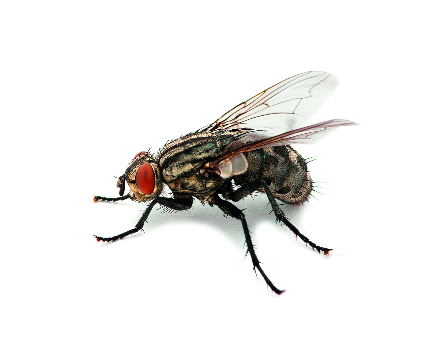 Οι μύγες βοηθάνε στην εξάπλωση των ασθενειών