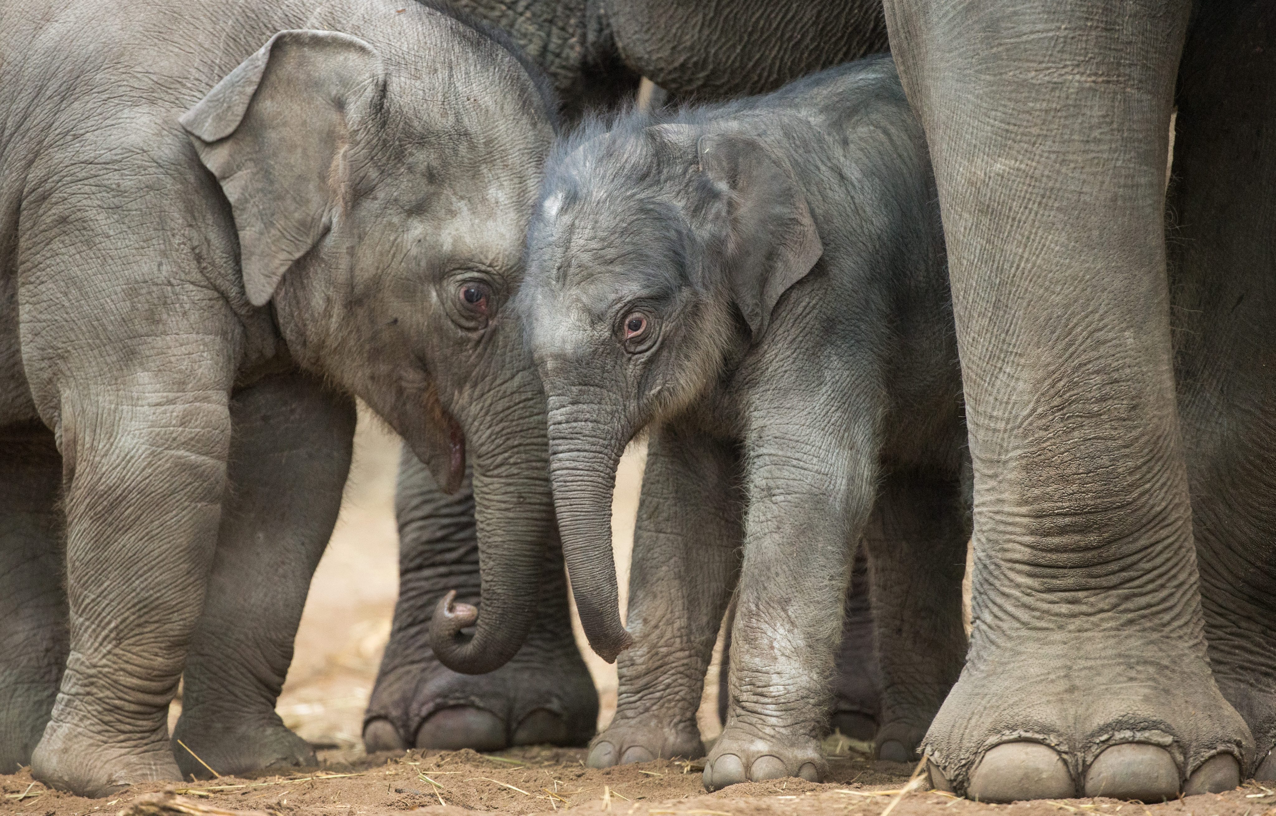 Άδεια μητρότητας για ελέφαντες για να μην εξαφανιστεί το είδος