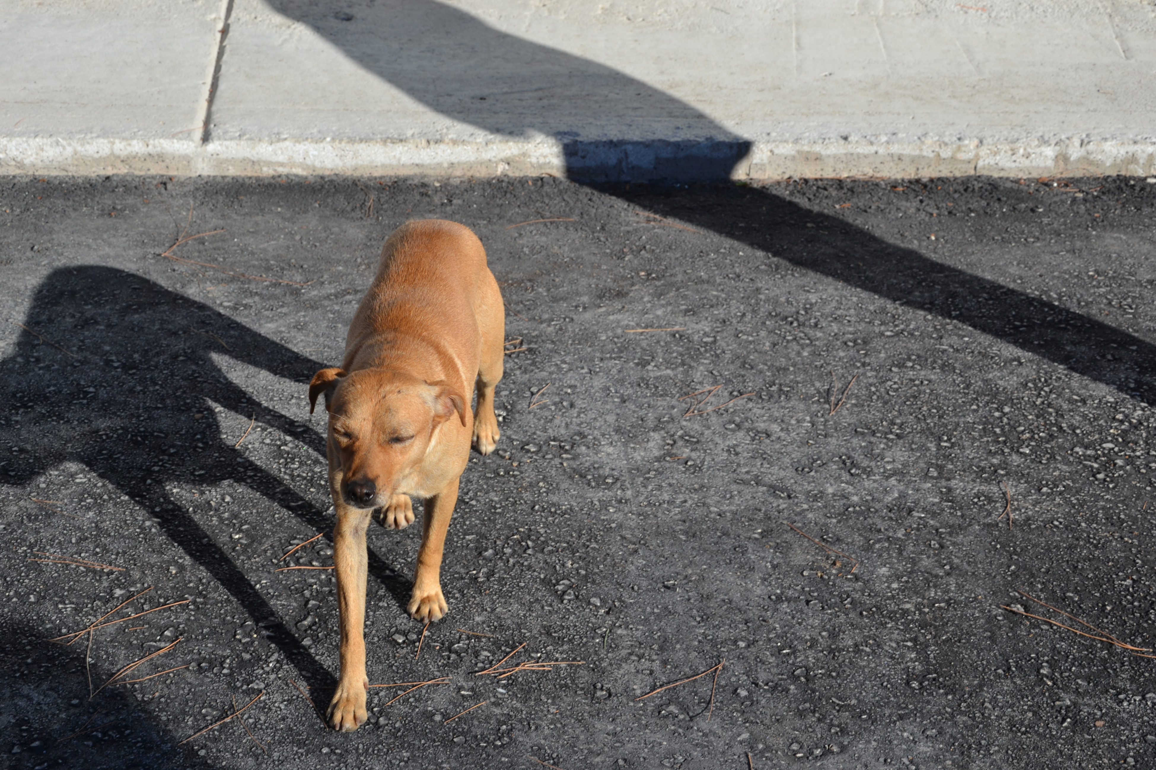 Νεκρός σκύλος μετά από κτηνωδία οδηγού ΙΧ