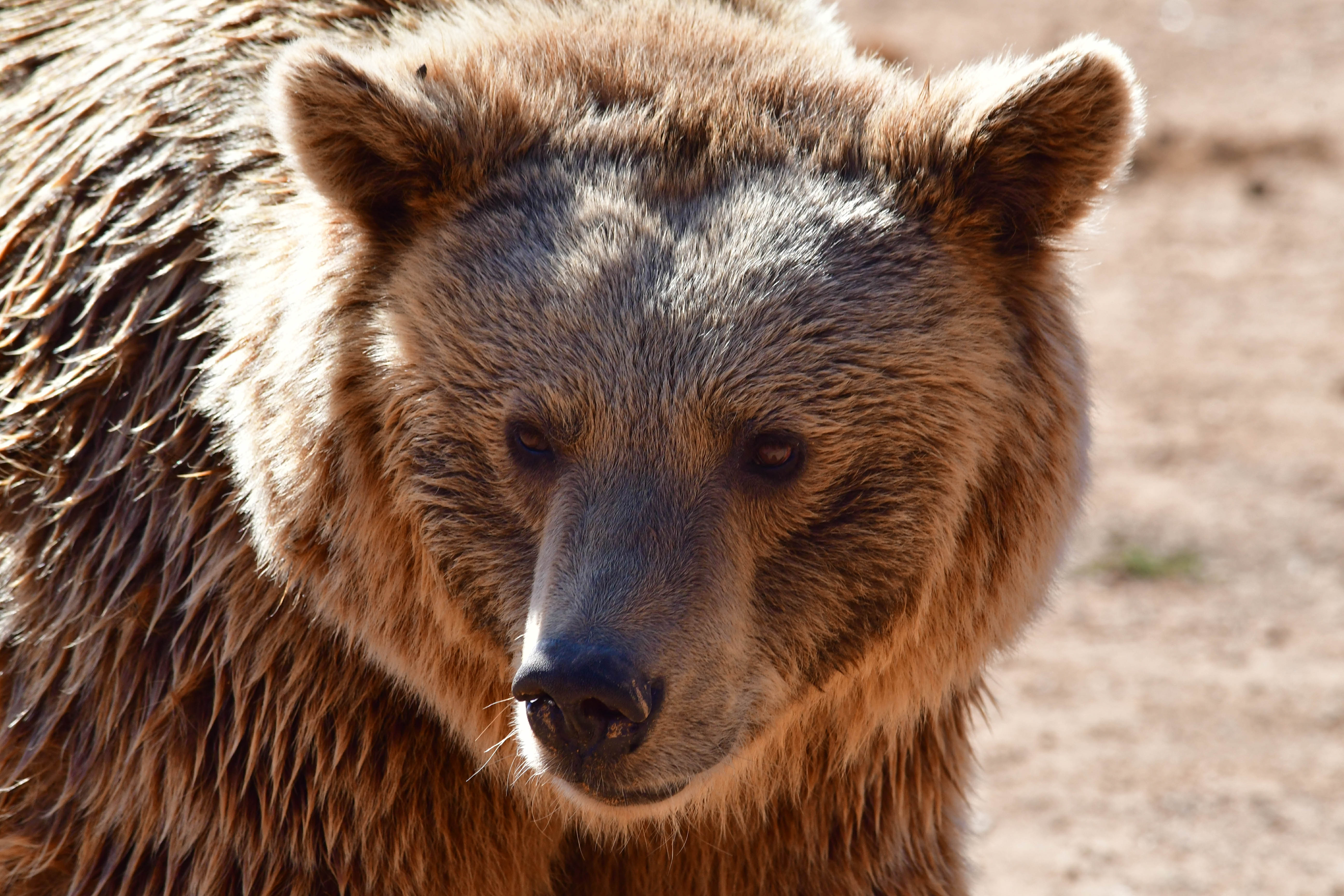 Συγγενείς 85χρονης ζητούν αποζημίωση για θάνατο από αρκούδα