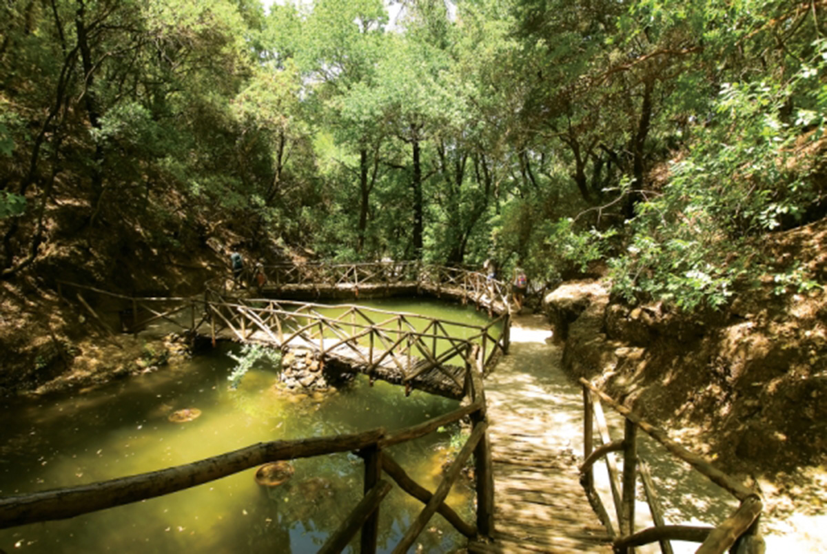Νέο είδος εντόμου ανακαλύφθηκε στην Ρόδο