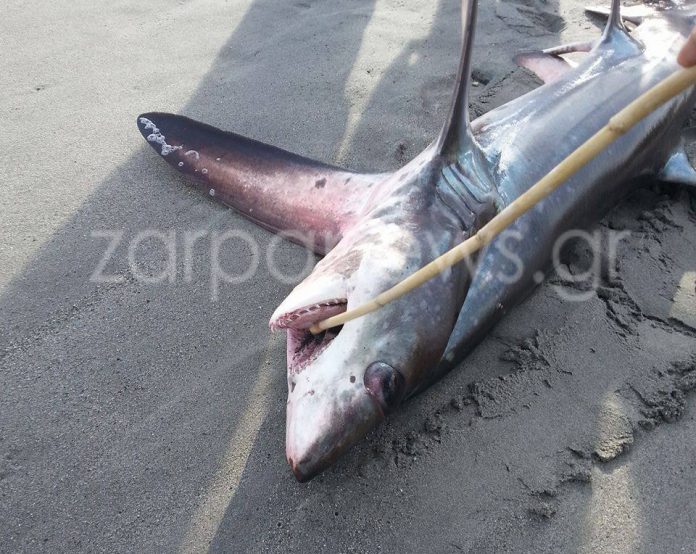 Χανιά: Η θάλασσα ξέβρασε καρχαρία τριών μέτρων [Βίντεο]