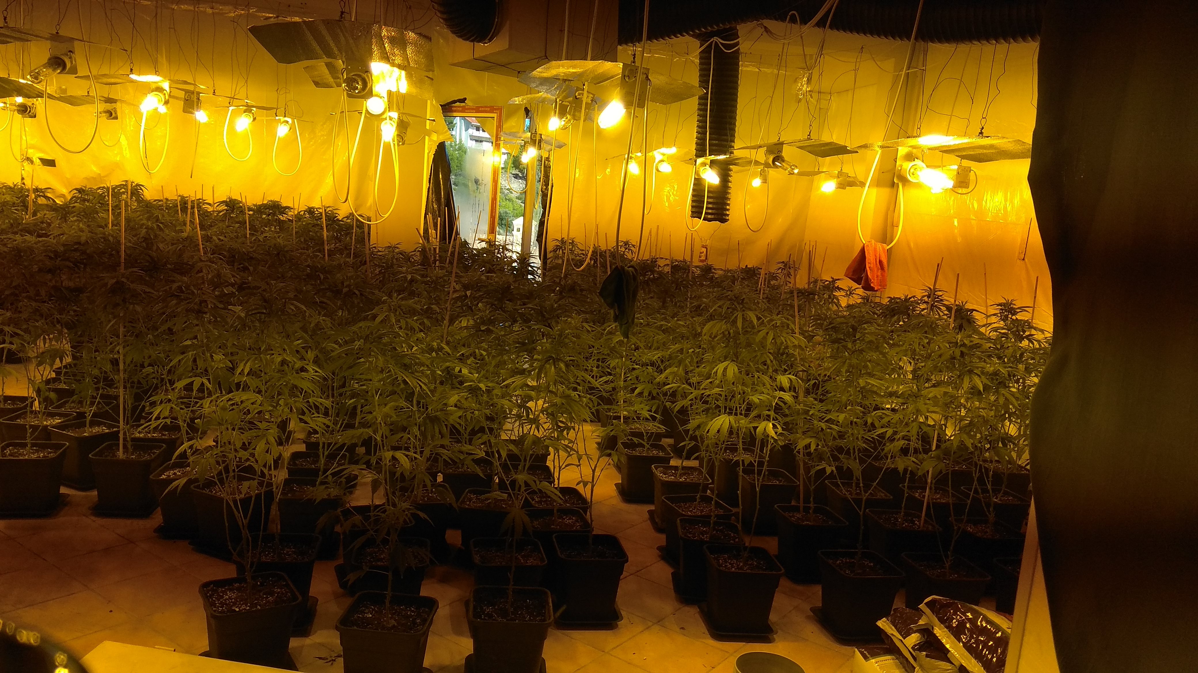 Η Βιετναμέζα που έκανε εμπόριο κάνναβης από το Ν. Βουτζά