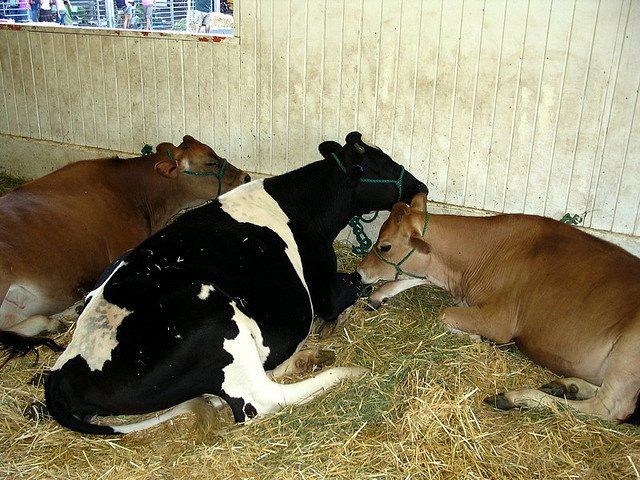 Ισπανία: Και τρίτο κρούσμα της νόσου των τρελών αγελάδων