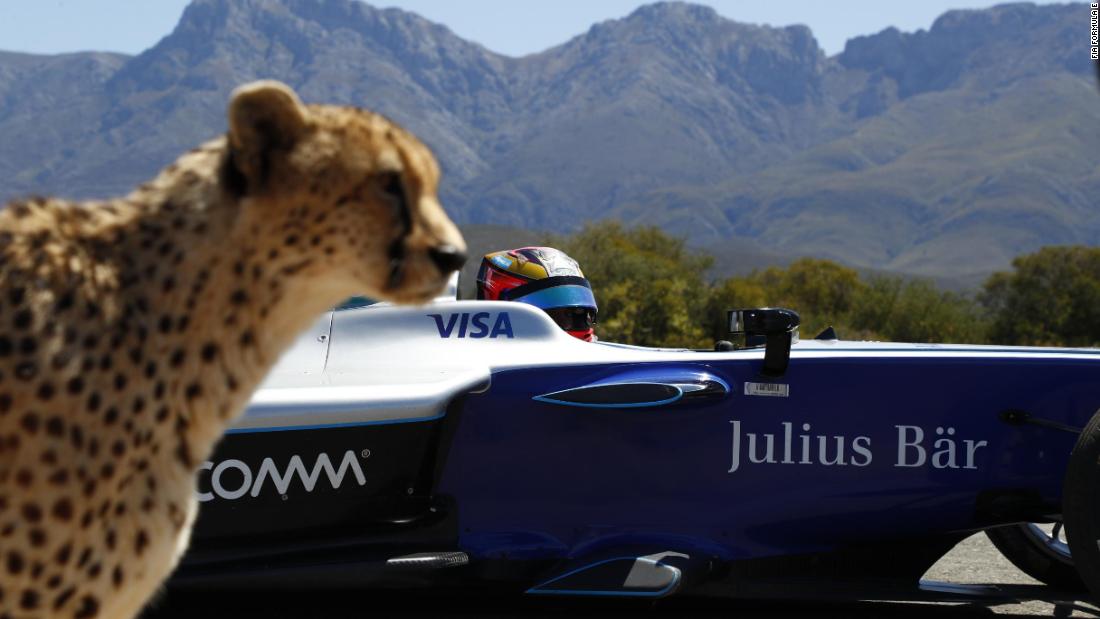 Μονοθέσιο της Formula E τα βάζει με cheetah [Video]