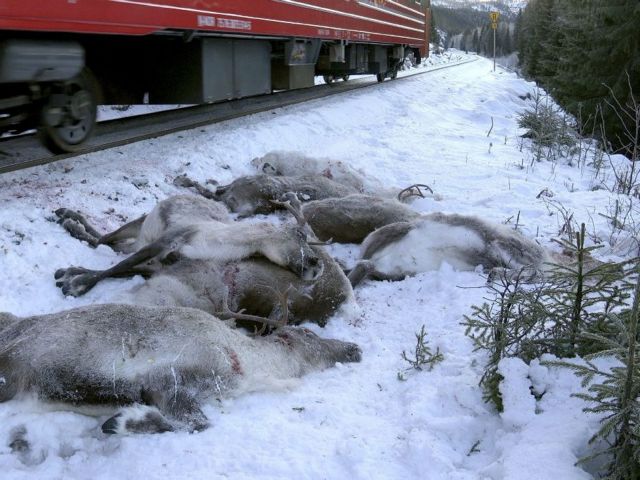 Νορβηγία: 127 τάρανδοι σκοτώθηκαν από συγκρούσεις με τρένα
