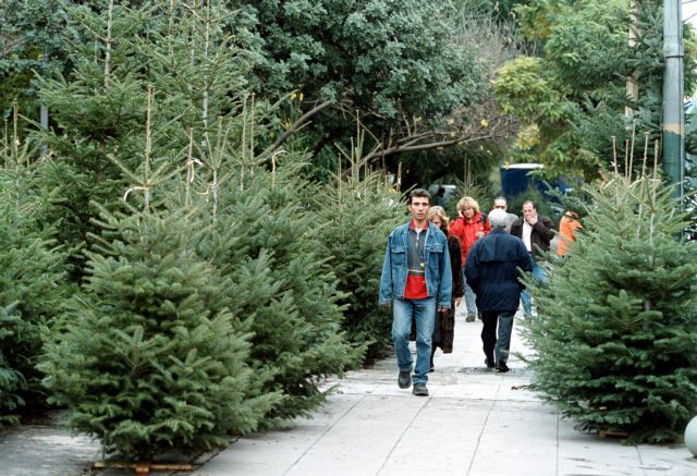 Σχεδόν 116.000 δέντρα θα διατεθούν ενόψει Χριστουγέννων