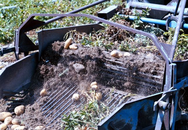 Έρευνα για προβλήματα στη διάθεση πατατών Νάξου εις βάρος παραγωγών