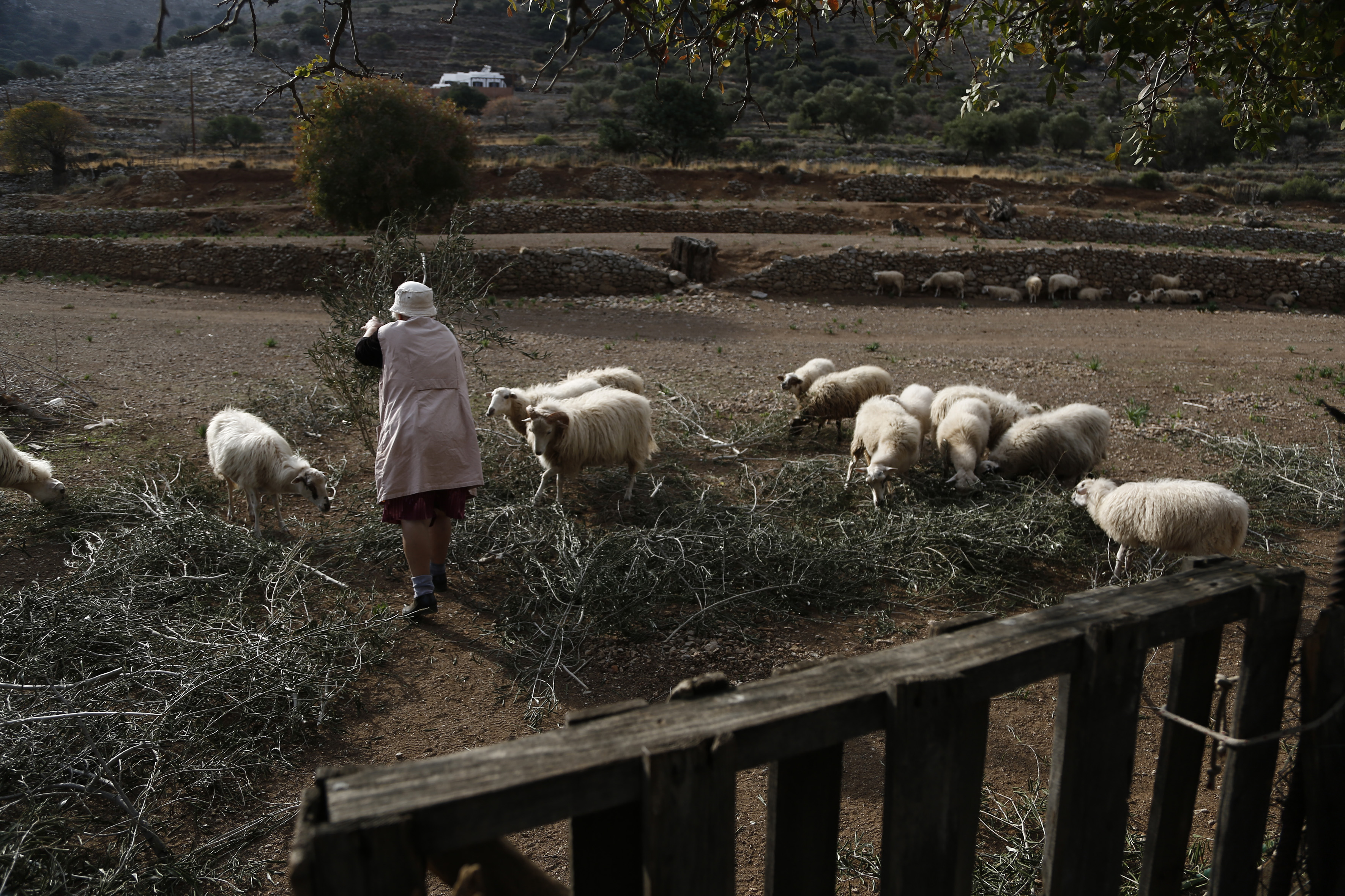 Μέτρα για τη ζωονόσο της ευλογιάς στη Μυτιλήνη