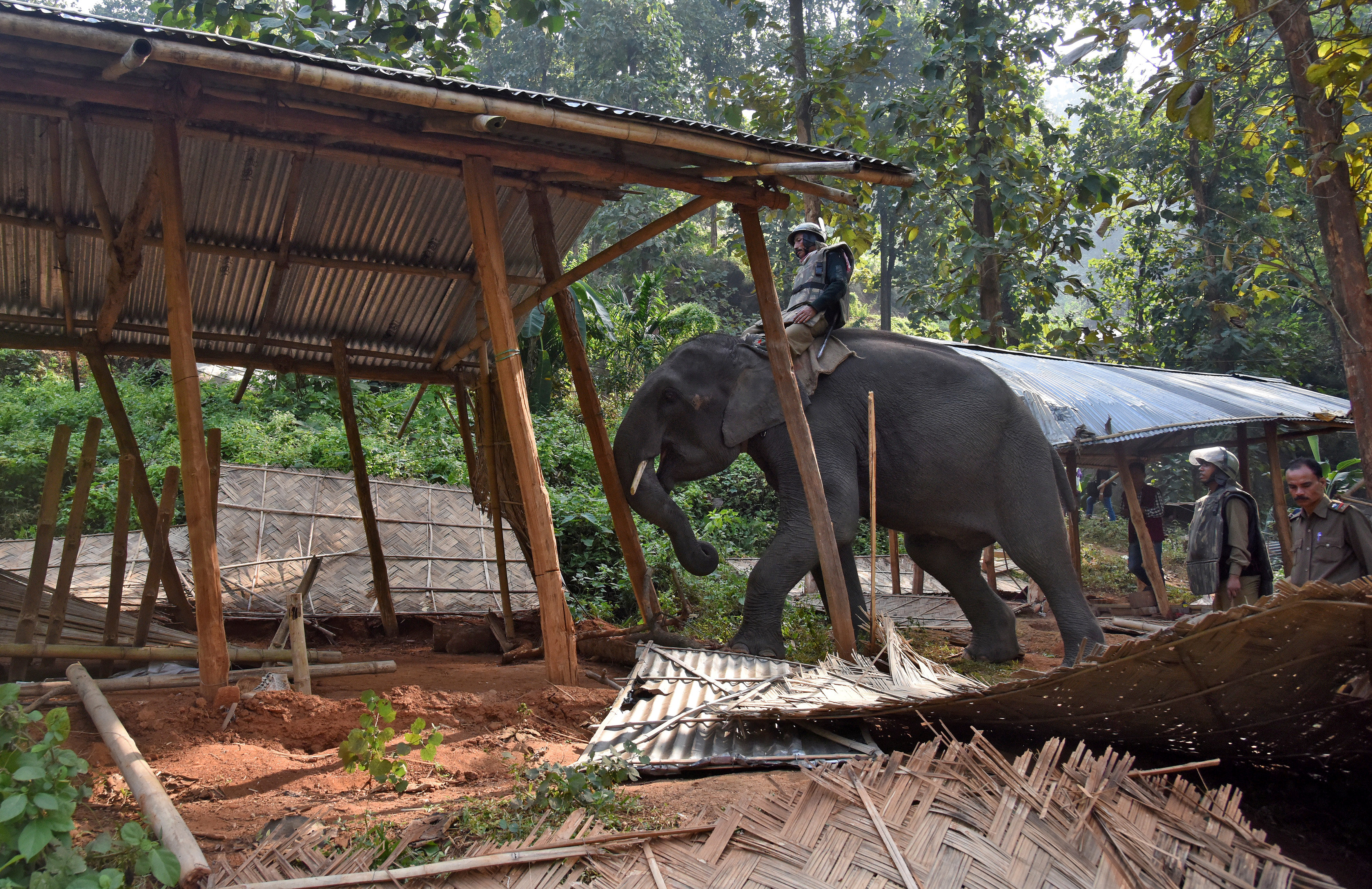 Γερμανία: Επιχείρηση διάσωσης ελεφαντίνας σε ζωολογικό κήπο [Εικόνες]