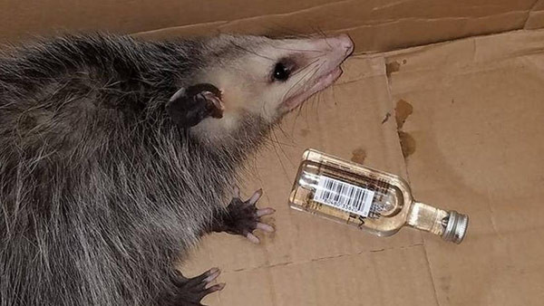 Oπόσουμ διέρρηξε κάβα και… μέθυσε για τα καλά