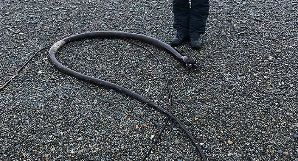 Ένα «θαλάσσιο φίδι» ξεβράστηκε σε παραλία της βόρειας Ρωσίας