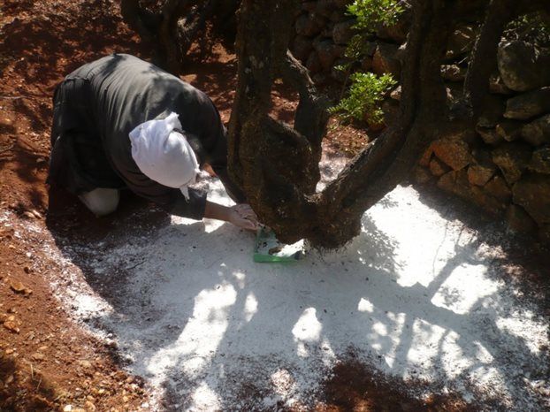 Επενδύσεις 6 δισ. ευρώ για την ανάπτυξη του brand μαστίχα Χίου