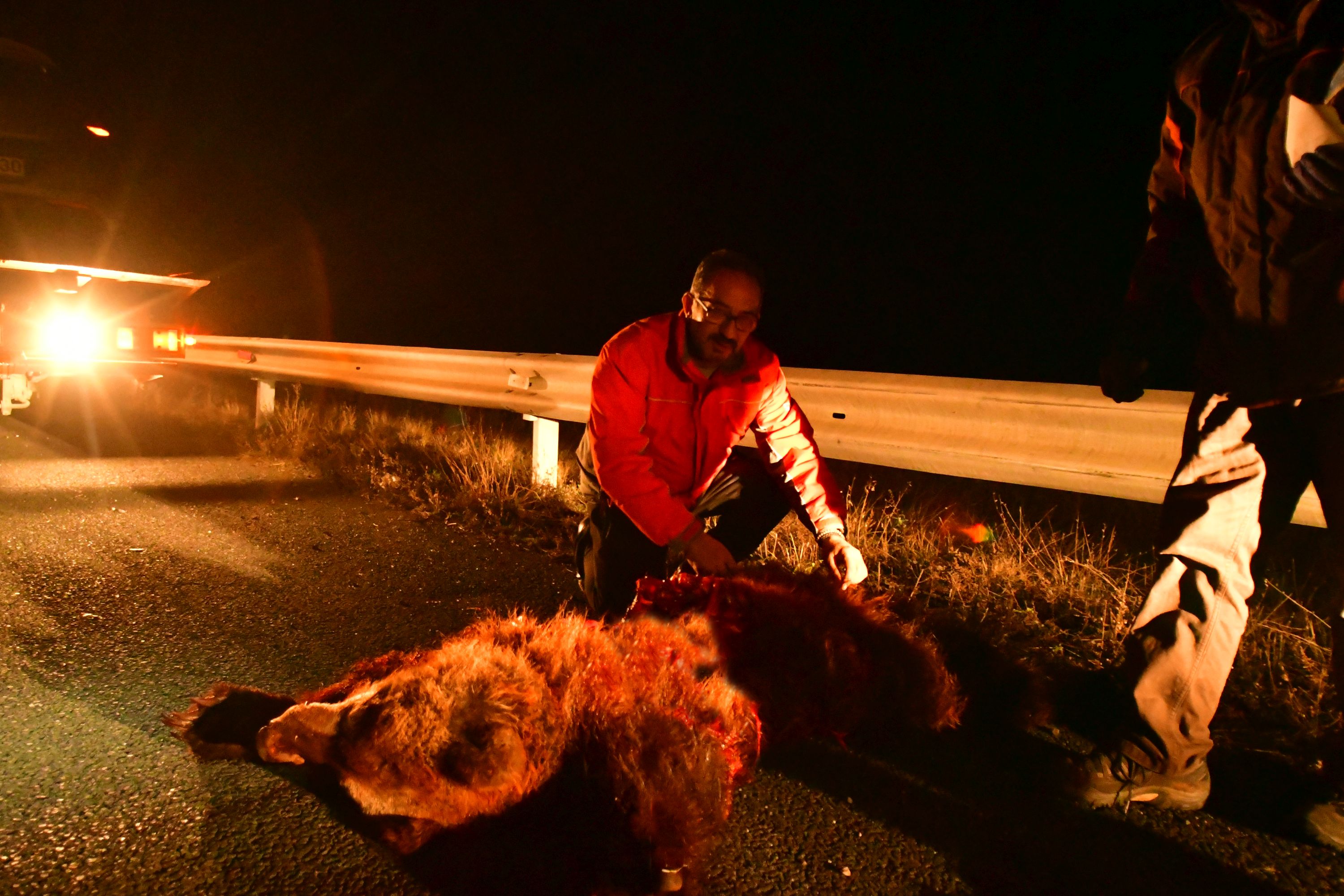 Κοζάνη: Δύο νεκρές αρκούδες μέσα σε λίγες ώρες στο ίδιο σημείο
