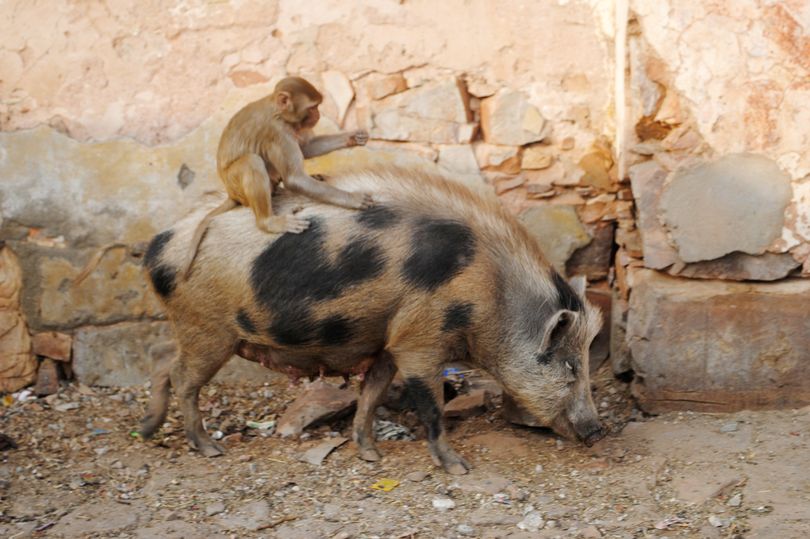 Πίθηκος βρίσκει παράξενο «μεταφορικό μέσο» για να κινηθεί