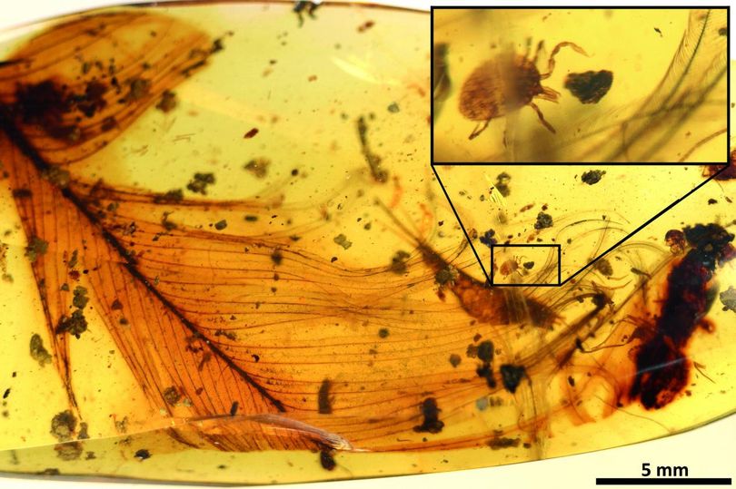 Αίμα δεινοσαύρου βρέθηκε σε απολιθωμένο κουνούπι