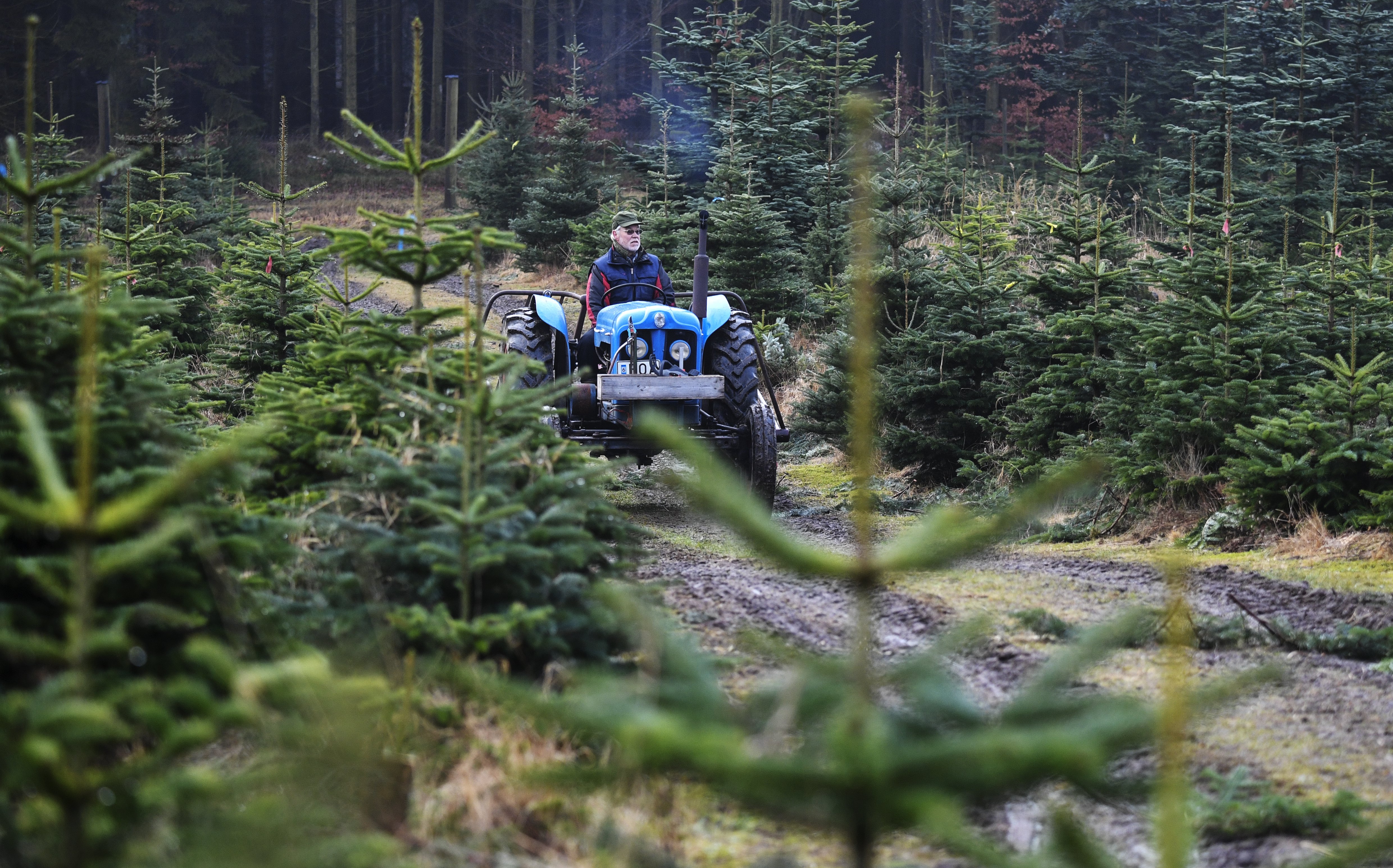 Ο δήμος Ρώμης ζητεί αποζημίωση για «γυμνό» χριστουγεννιάτικο δέντρο
