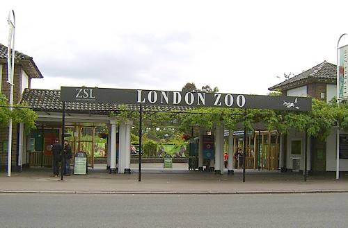 Βρετανία: Επαναλειτουργεί ο ζωολογικός κήπος του Λονδίνου