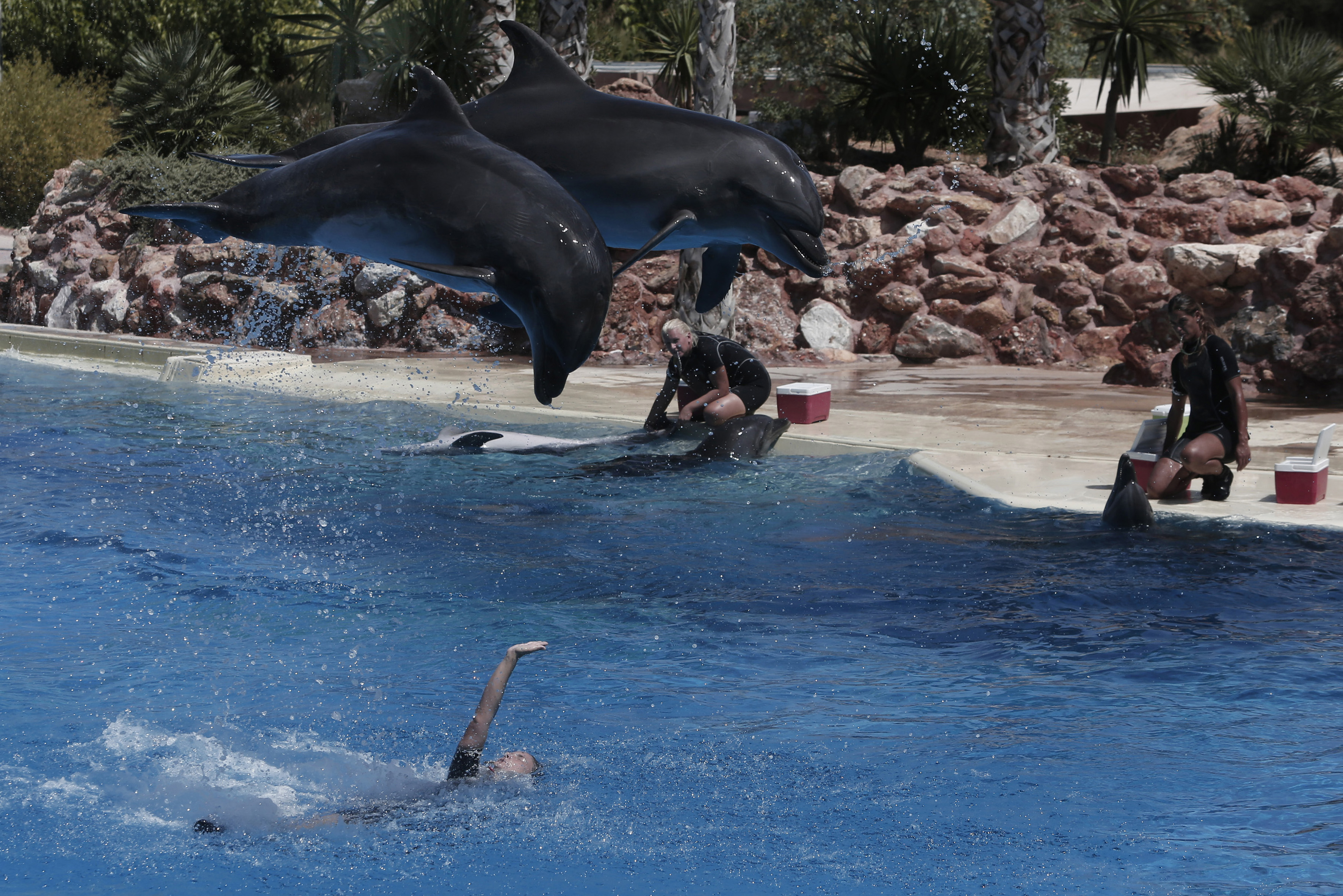 Μήνυση στο Αττικό Πάρκο για την παράσταση με δελφίνια