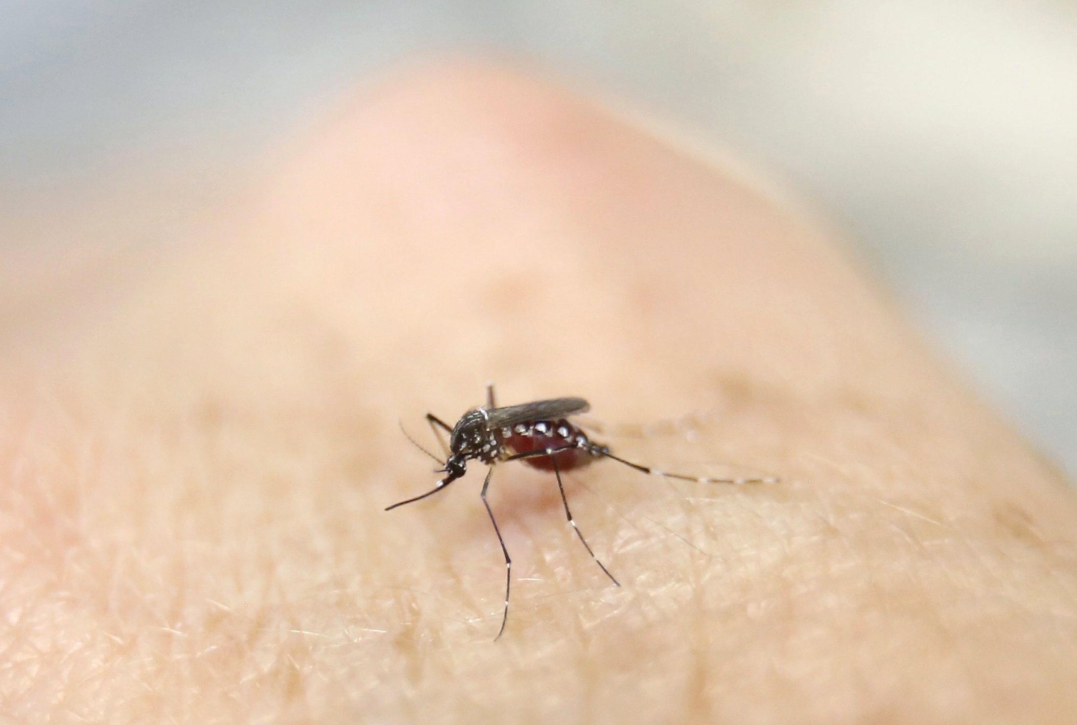 Χτυπήστε τα κουνούπια κι αυτά θα μάθουν να σας αποφεύγουν