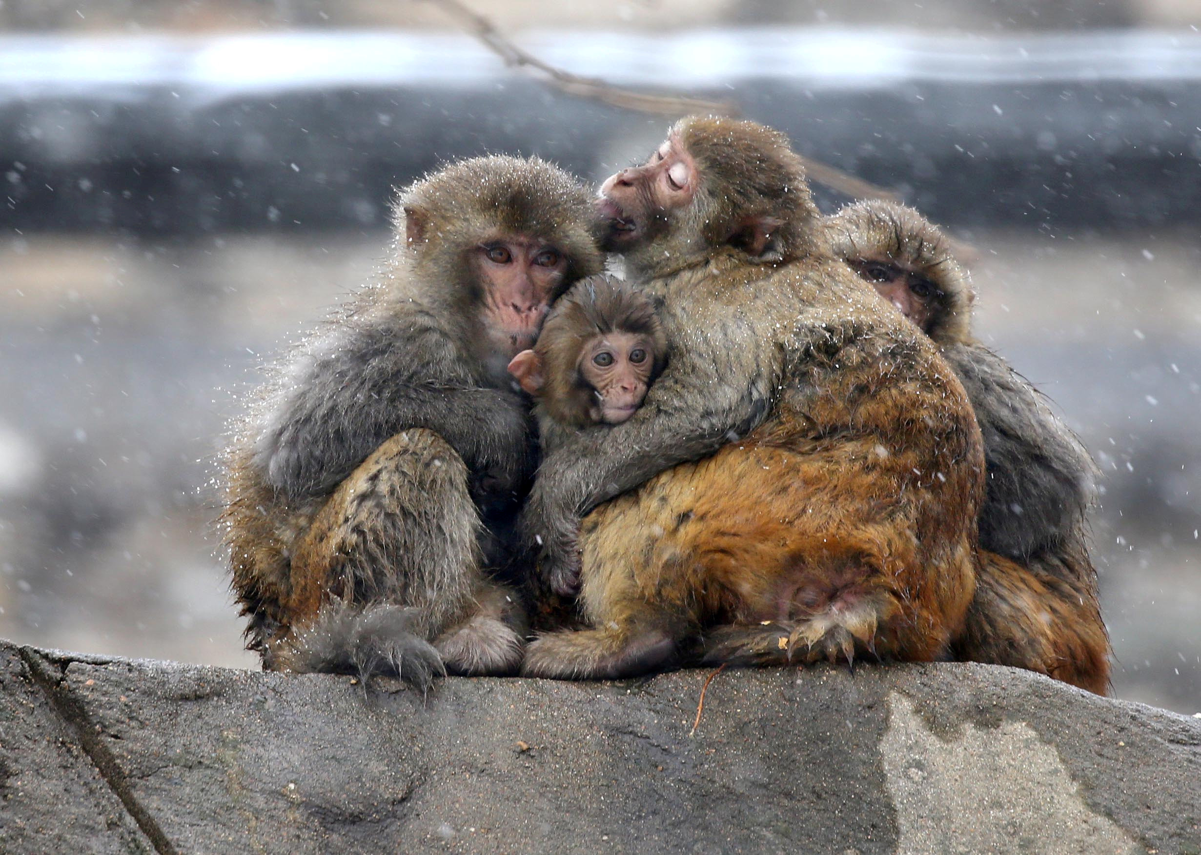 Βρετανία: 13 μαϊμούδες σκοτώθηκαν από πυρκαγιά σε πάρκο σαφάρι