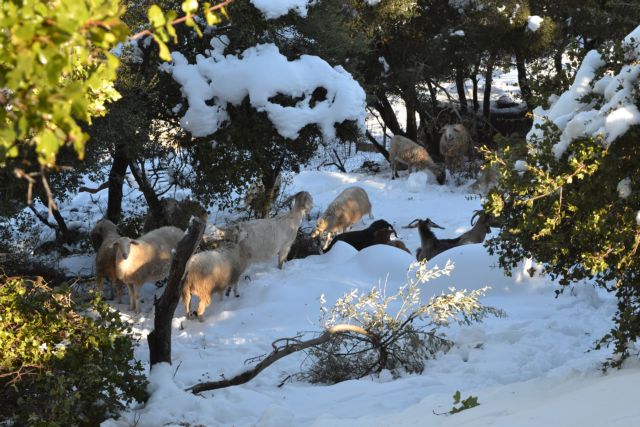 Φλώρινα: Με καθυστέρηση θα ανοίξουν τα σχολεία λόγω χιονόπτωσης