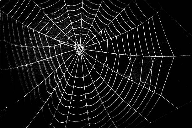 Ο ιστός της αράχνης αλλάζει τη θεραπεία του διαβήτη τύπου 1