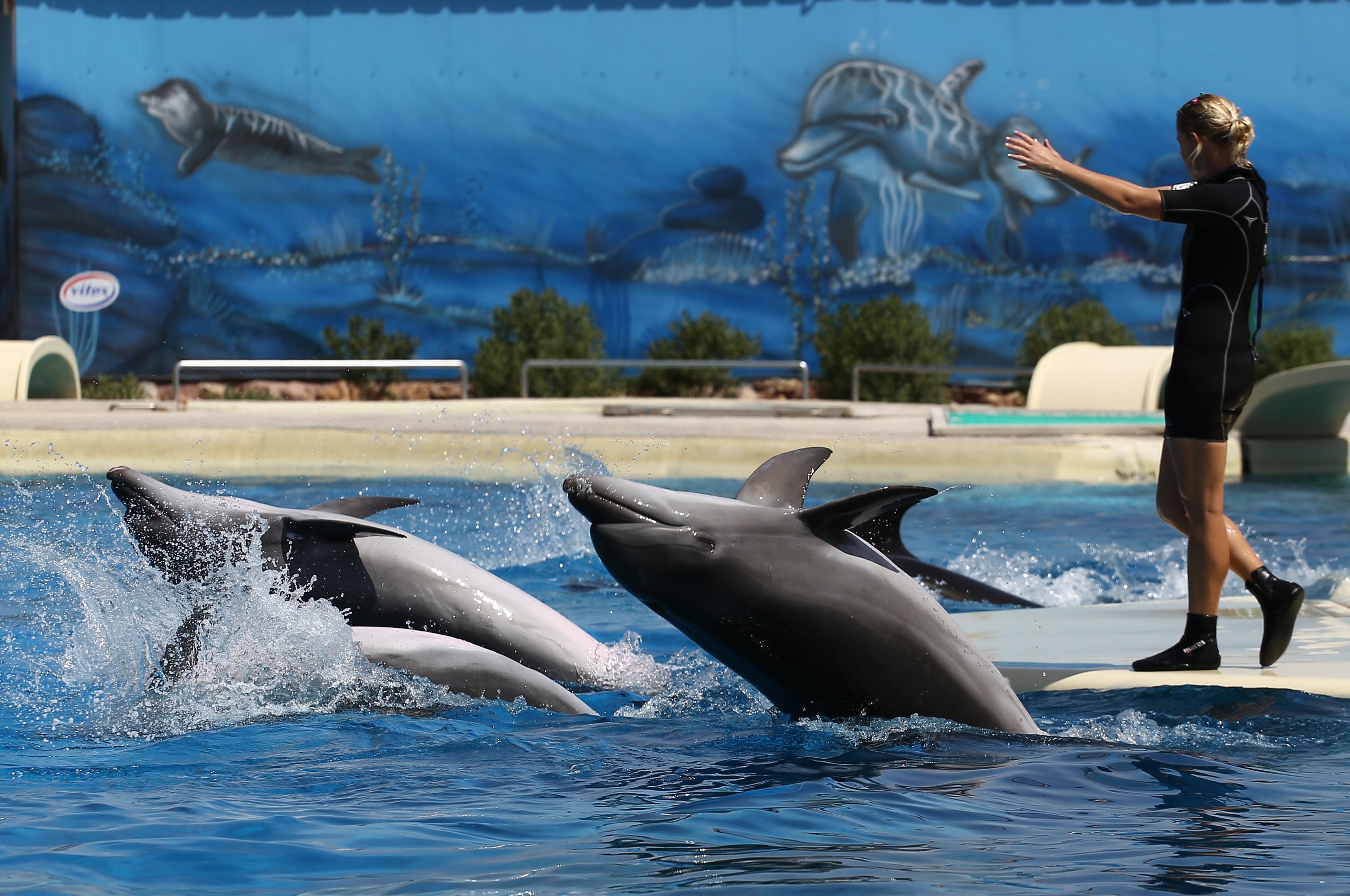 Τι απαντά το Αττικό Πάρκο στις καταγγελίες για τα δελφίνια