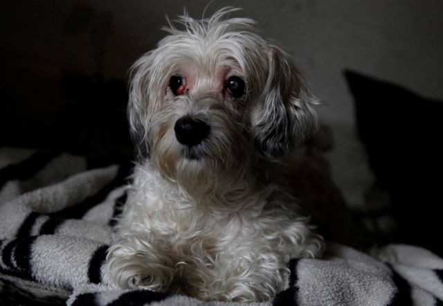 Διασώθηκε σκυλίτσα που καθόταν δίπλα στο πτώμα της ιδιοκτήτριάς της