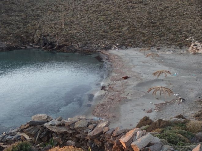 Αγελάδες ξεβράστηκαν σε παραλίες των Κυκλάδων [Εικόνες]