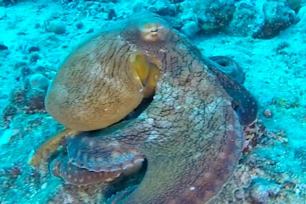 Xταπόδι αλλάζει χρώματα για να ξεφύγει από τους θηρευτές του