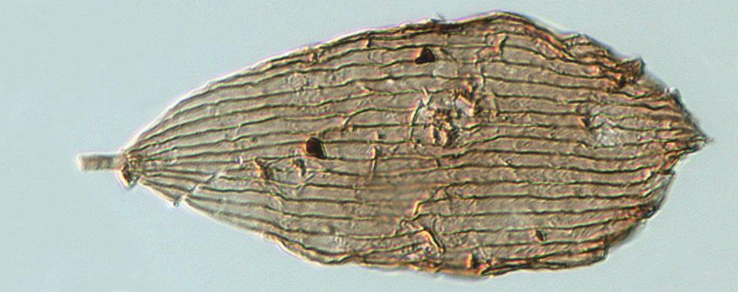 Ανακαλύφθηκαν απολιθώματα πεταλούδων 200 εκατ. ετών