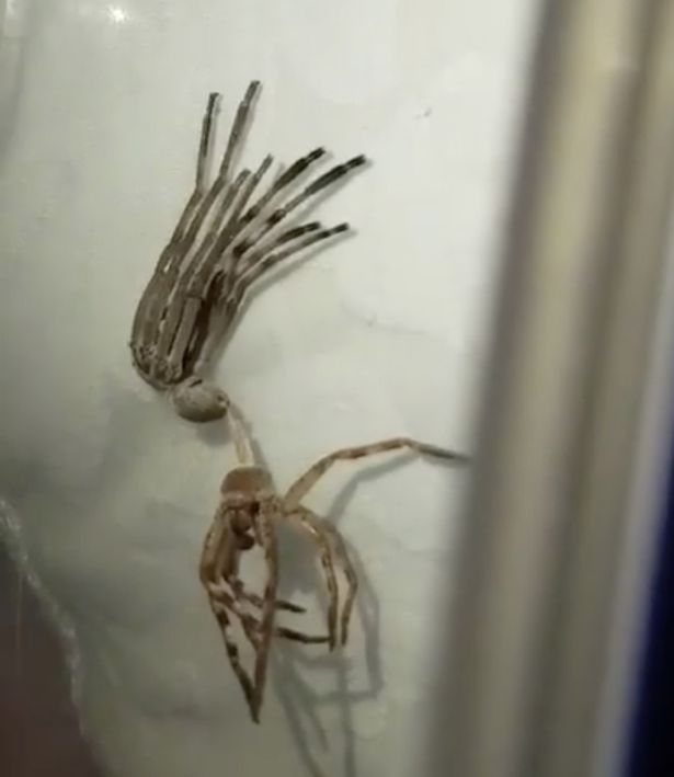 Φρικιαστικό βίντεο με αράχνη που μοιάζει σαν…εξωγήινη