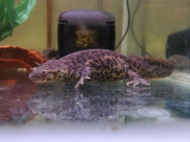 Αποκωδικοποιήθηκε το τεράστιο γονιδίωμα της σαλαμάνδρας