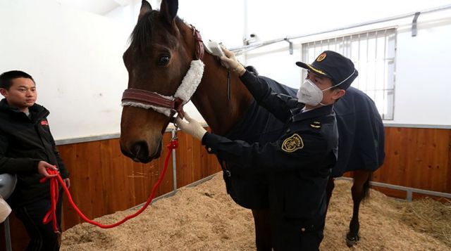 Πώς περνάει το άλογο που δώρισε ο Μακρόν στον ομόλογό του Σι